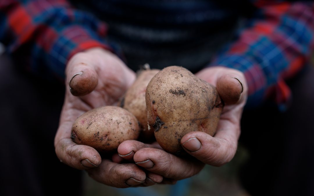 Handful of potatoes in the wrinkled hands of an older person. Gardening season.
